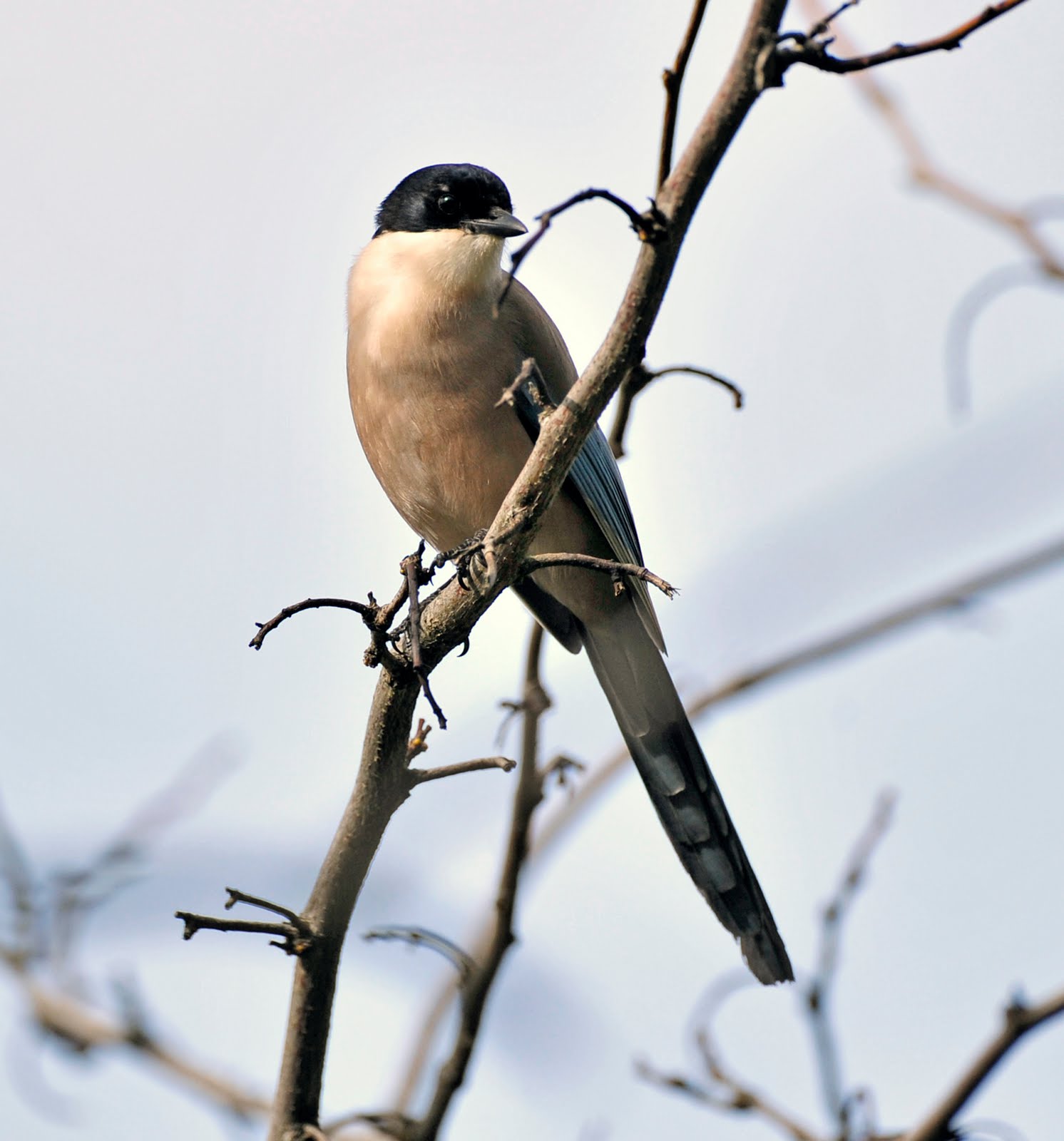 [Azure-winged+Magpie+Cy#2C50.jpg]