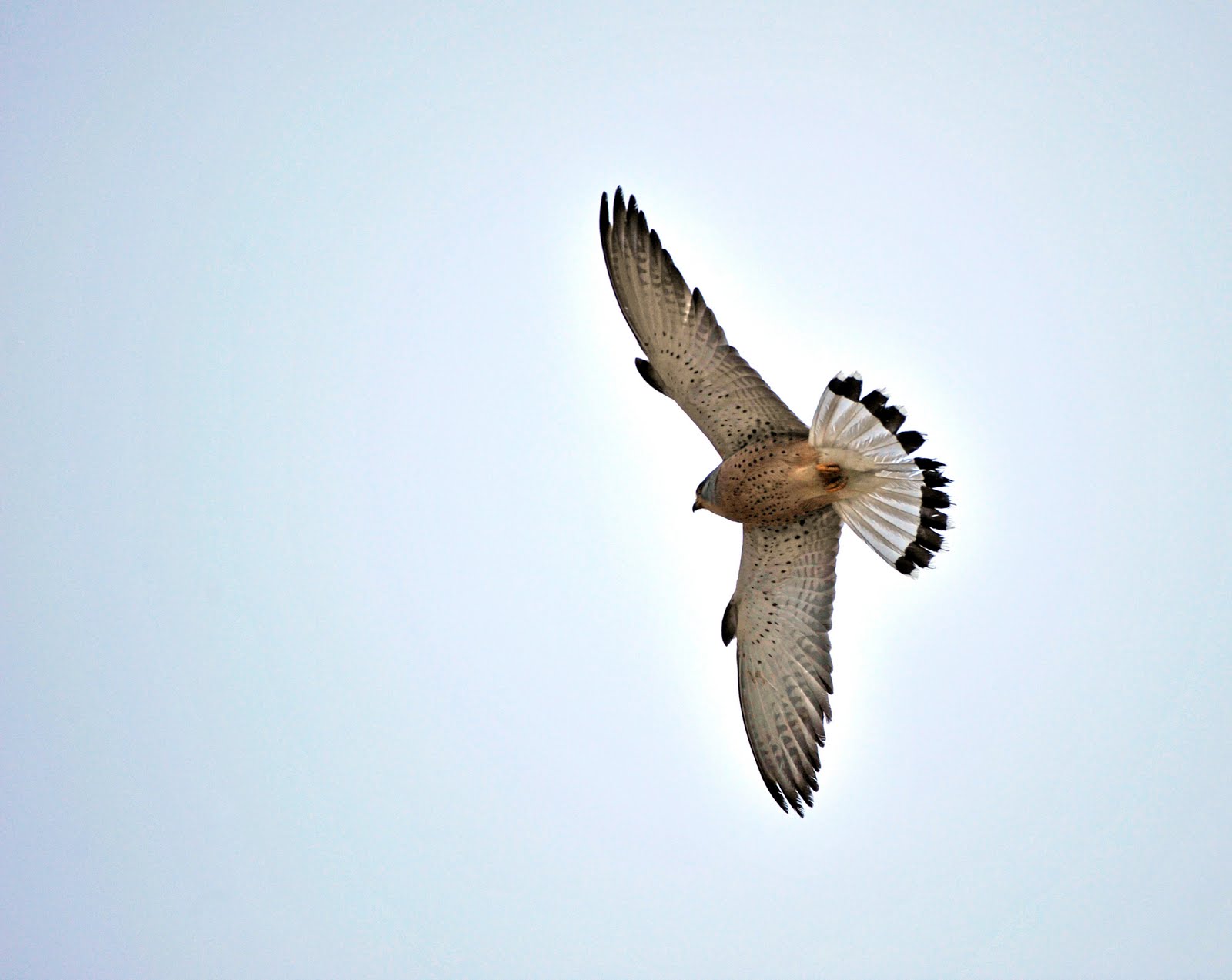 [Lesser+Kestrel+Falco+n#2C66.jpg]