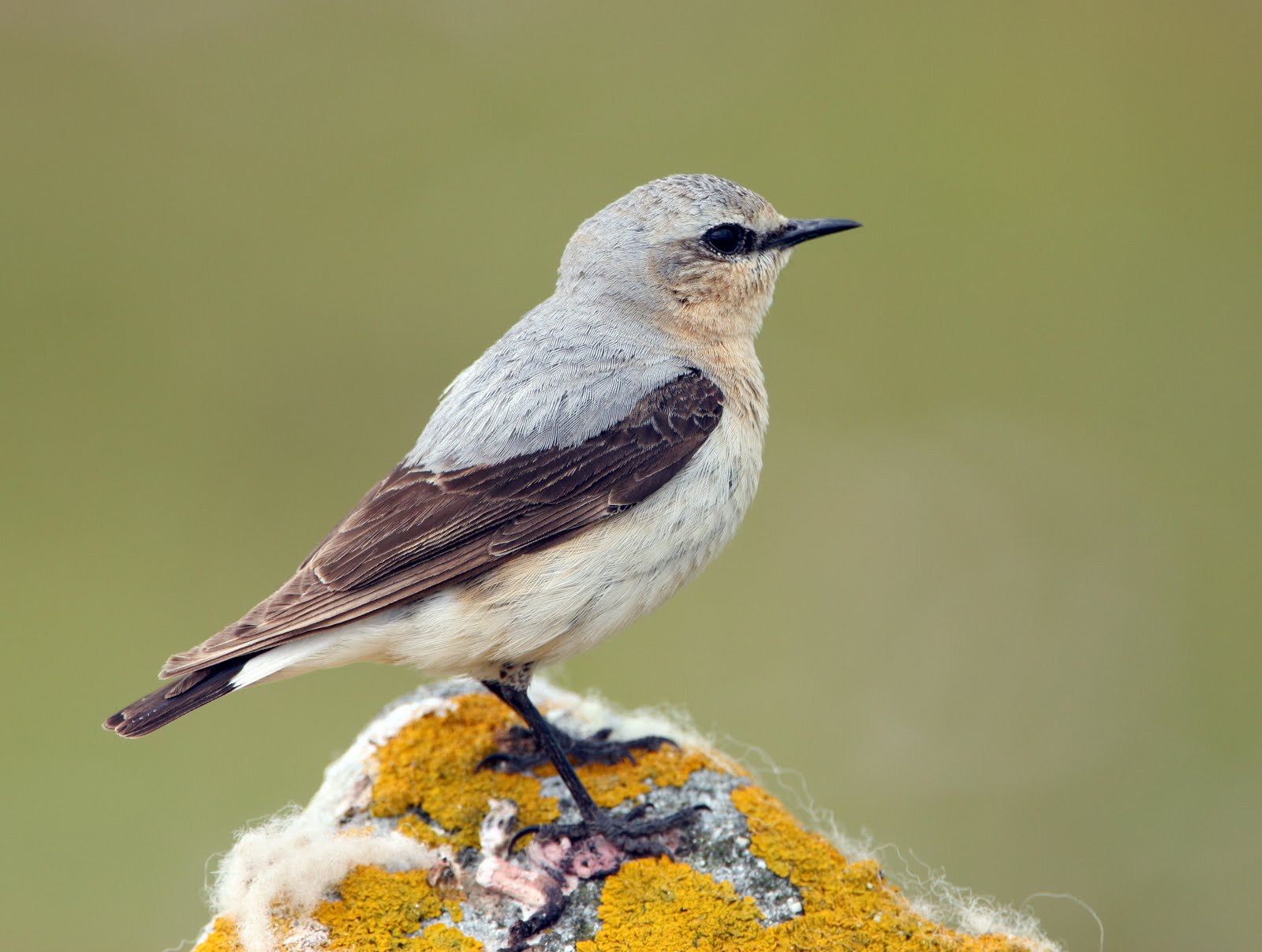 [Northern+Wheatear+-+male+(D.+Eades).jpg]