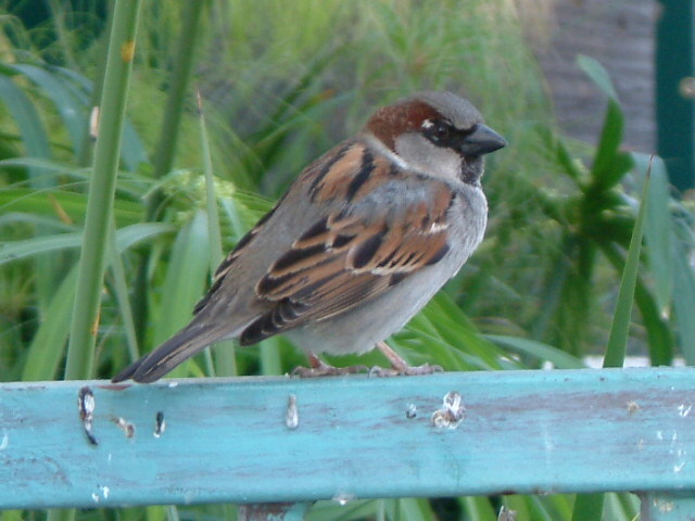 [male+House+Sparrow.JPG]