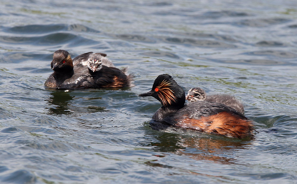 [Black+necked+Grebe+with+young_03.jpg]