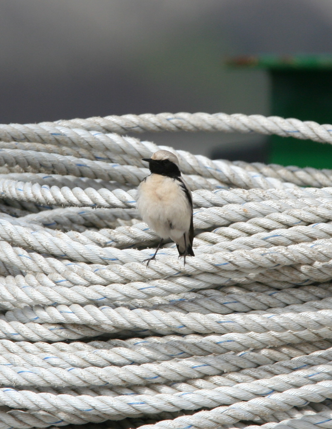 [Desert+Wheatear+2.jpg]