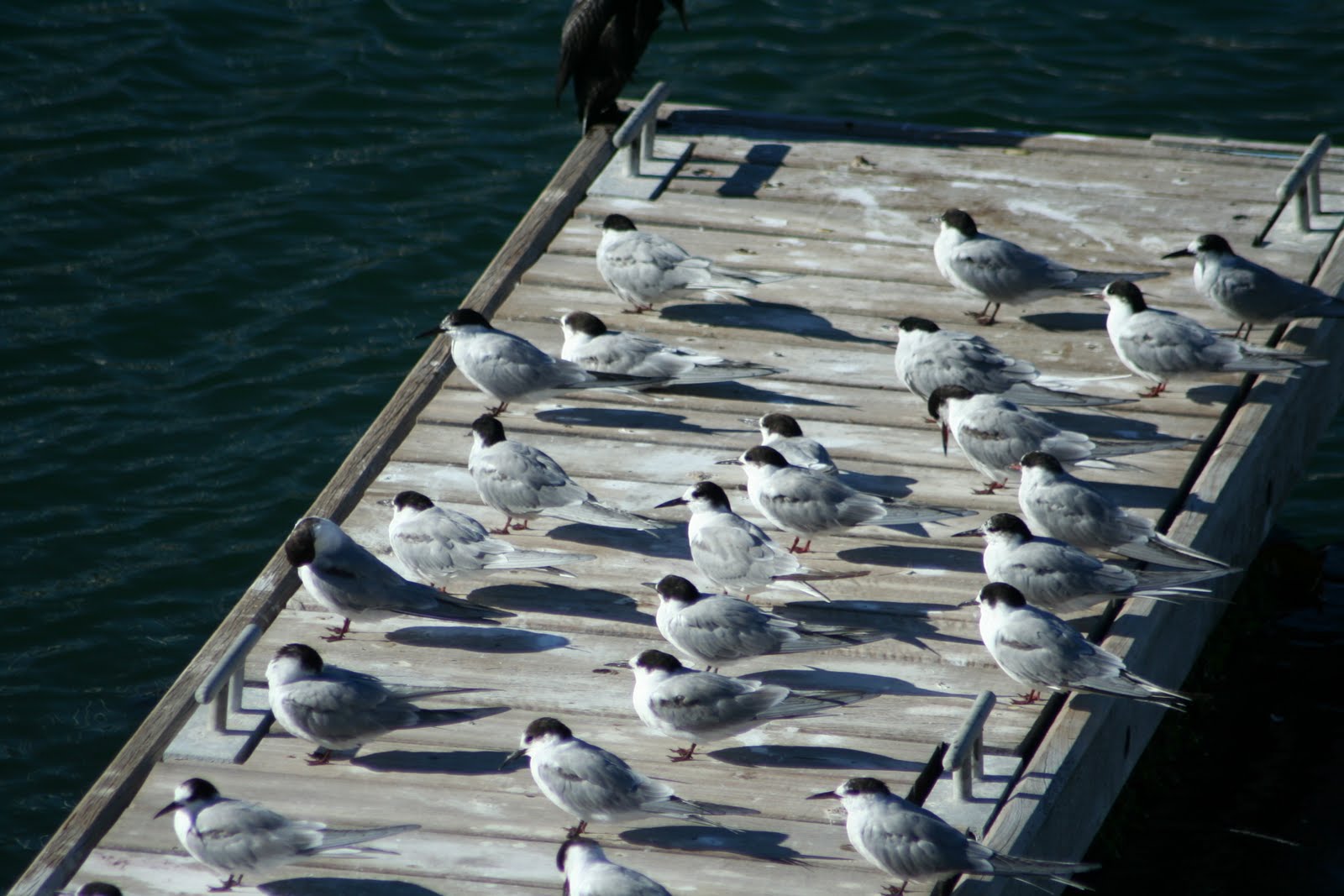 [Common+Terns+(S+&+N+Barbato).JPG]