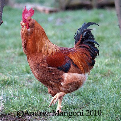 Gallo di razza Boffa. Foto di Andrea Mangoni.