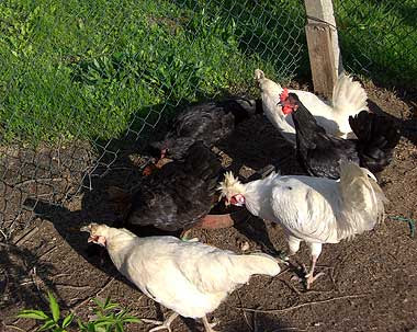 Le mie Polverara all'ora di pranzo!