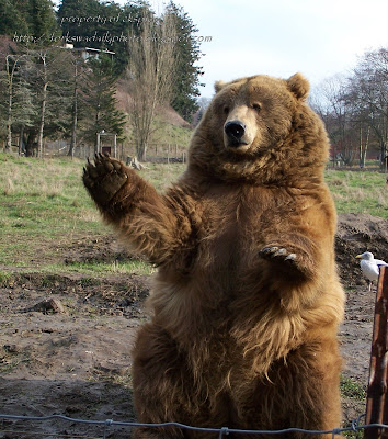 waving%20brown%20bear%201.jpg