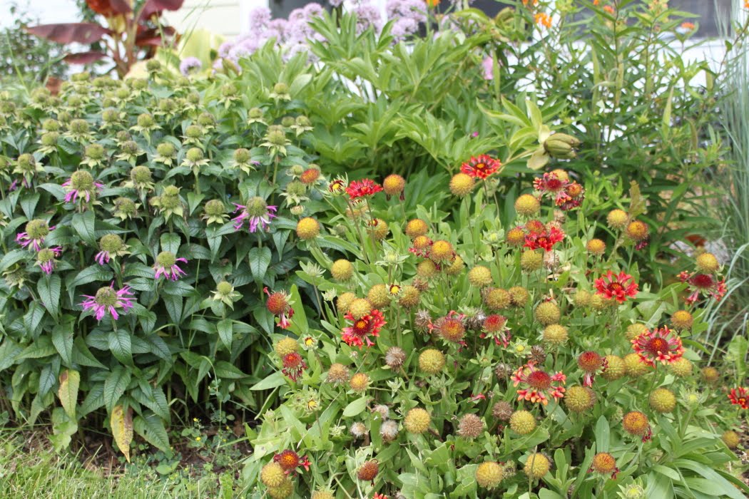 Fragrant Abelia Rotary Botanical Gardens