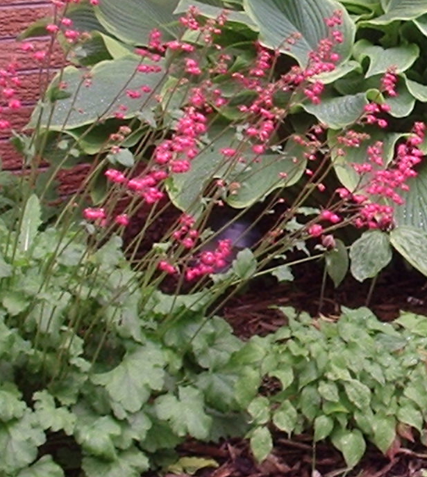 Confessions Of A Plant Geek: Green Heuchera
