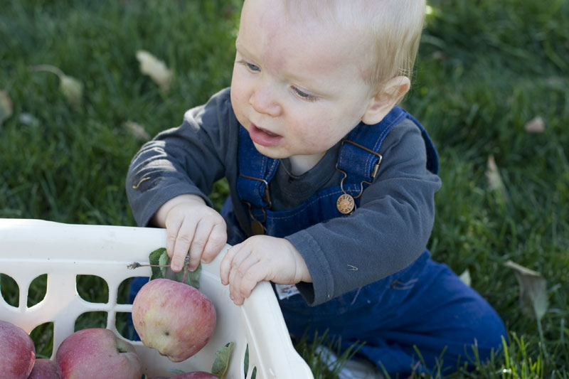 [hankapplesclose.jpg]