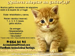 ¿Quieres adoptar un gatito(a)?