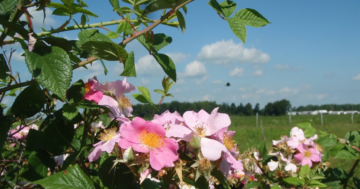 Lafayette report Wild roses
