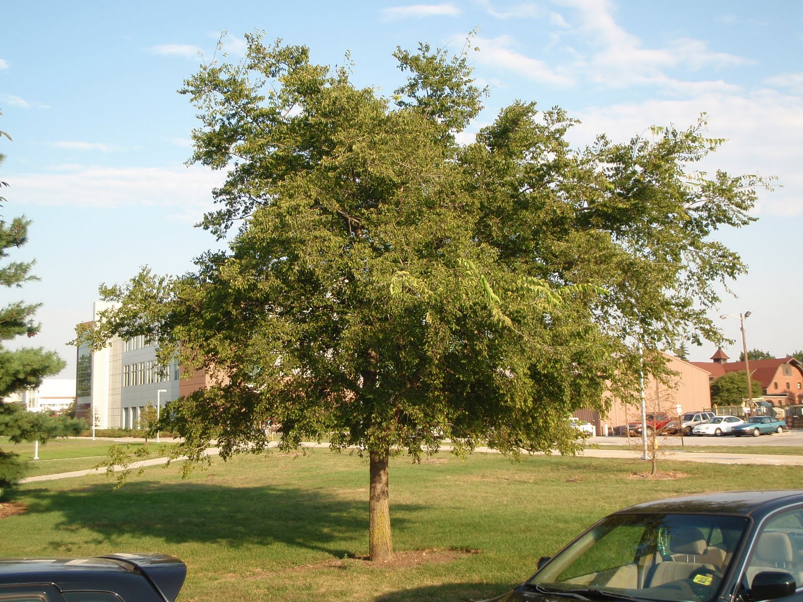 Lafayette report Sugarberry tree