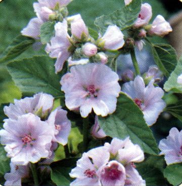 [althaea-officinalis.jpg]