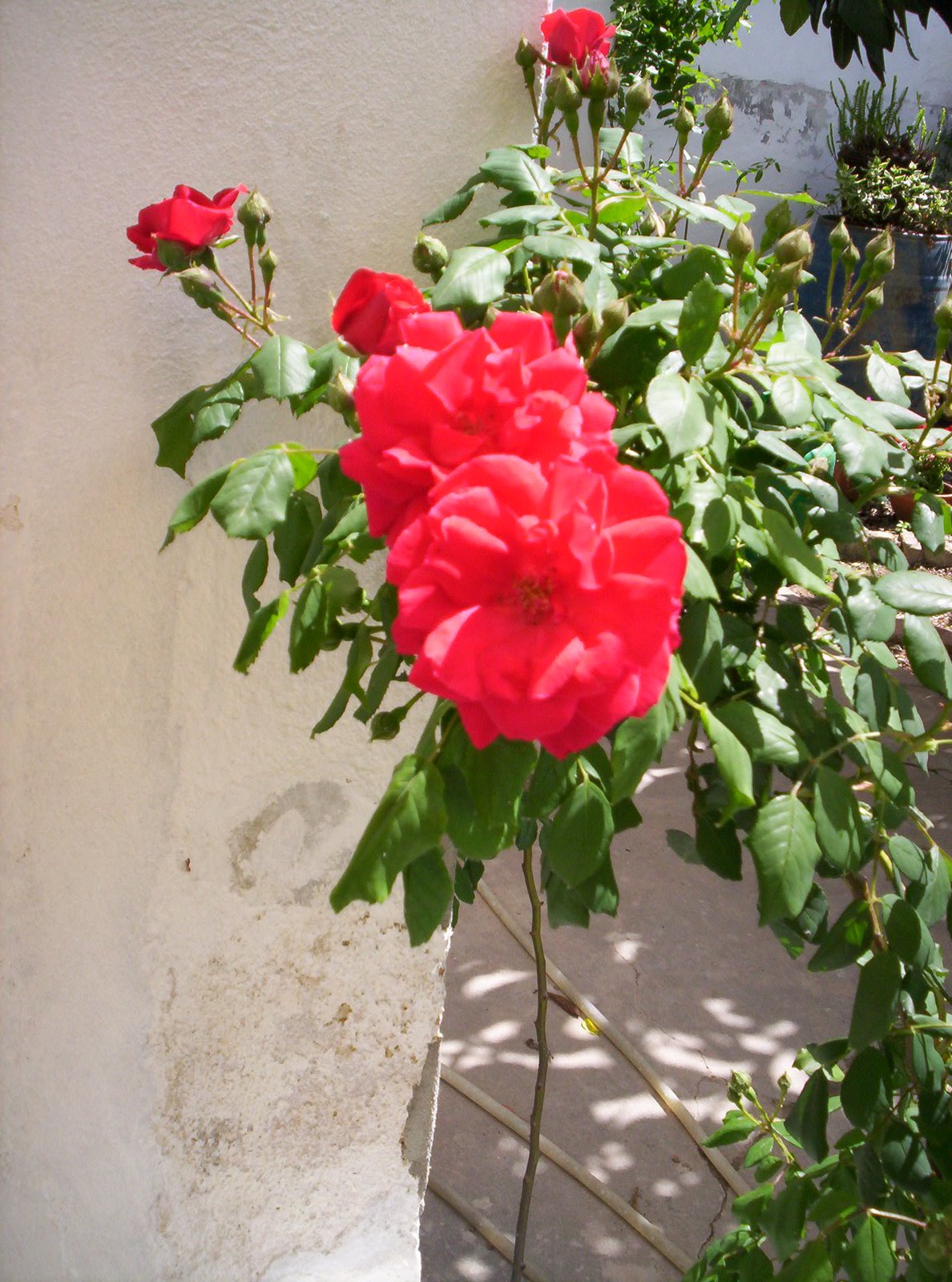 [evoraabril09+028.JPG]