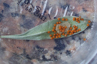 Estudio de Plantas: octubre 2010