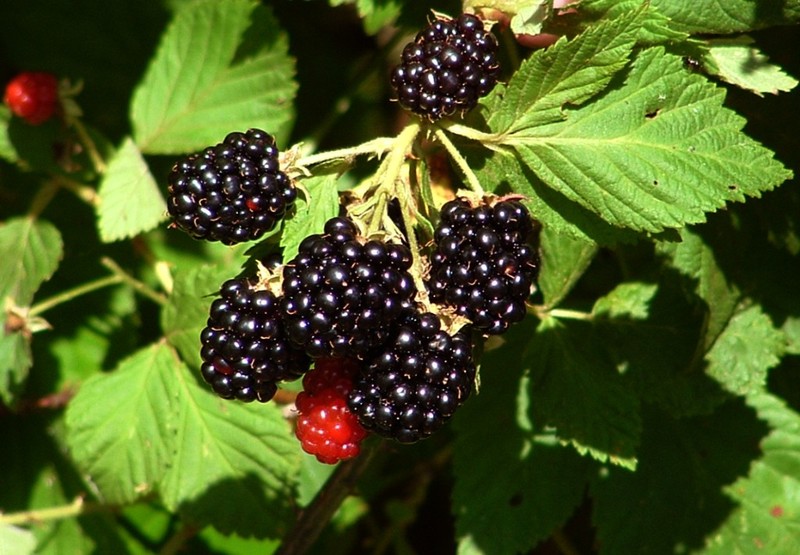 Power Meals Fresh Blackberries