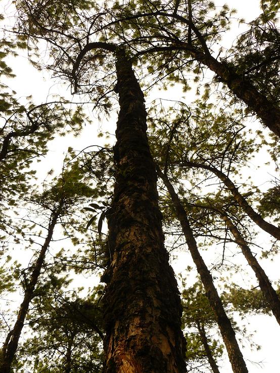 [forest.JPG]
