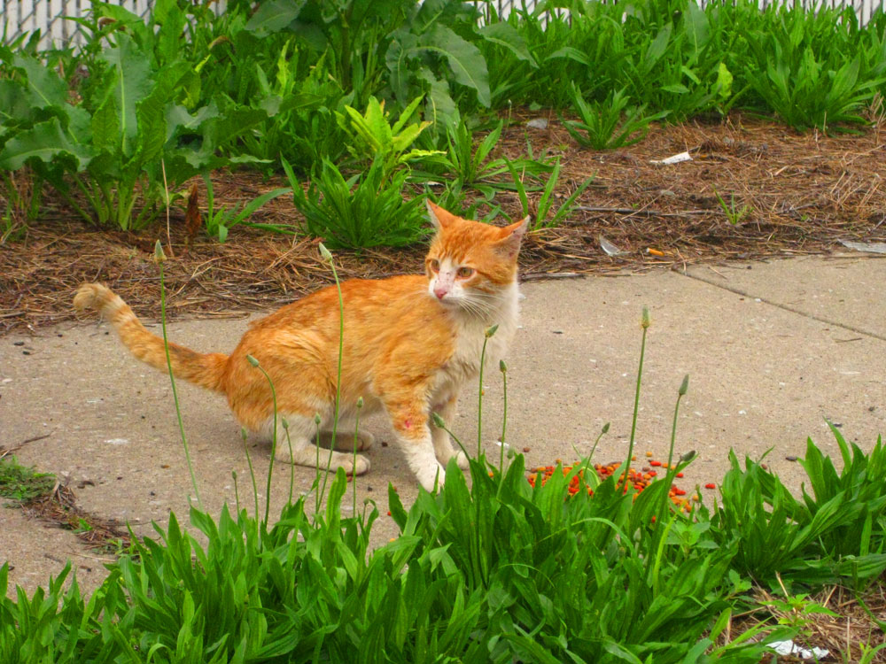 [kittycat.jpg]