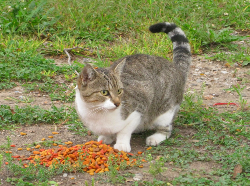 [gertrude.jpg]