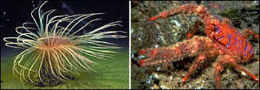 Two sea creature pictures side-by-side, left one has many appendages and right one is a crab that looks like the rocks behind it