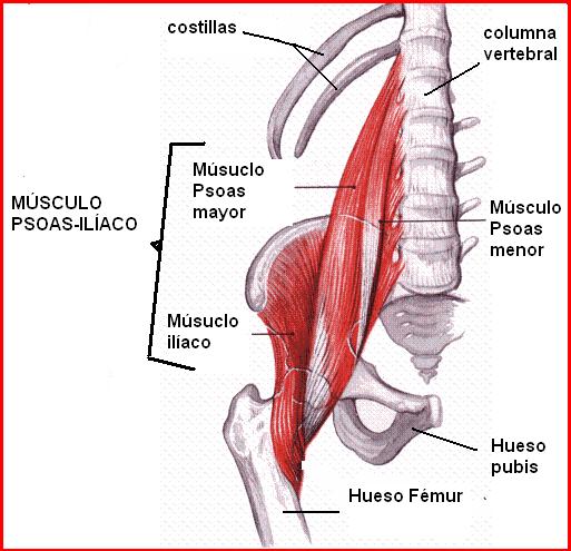 psoas iliaco