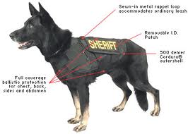 Rottweiler Protection Dogs For Sale Uk Rottweiler Protection Dogs For Sale Uk