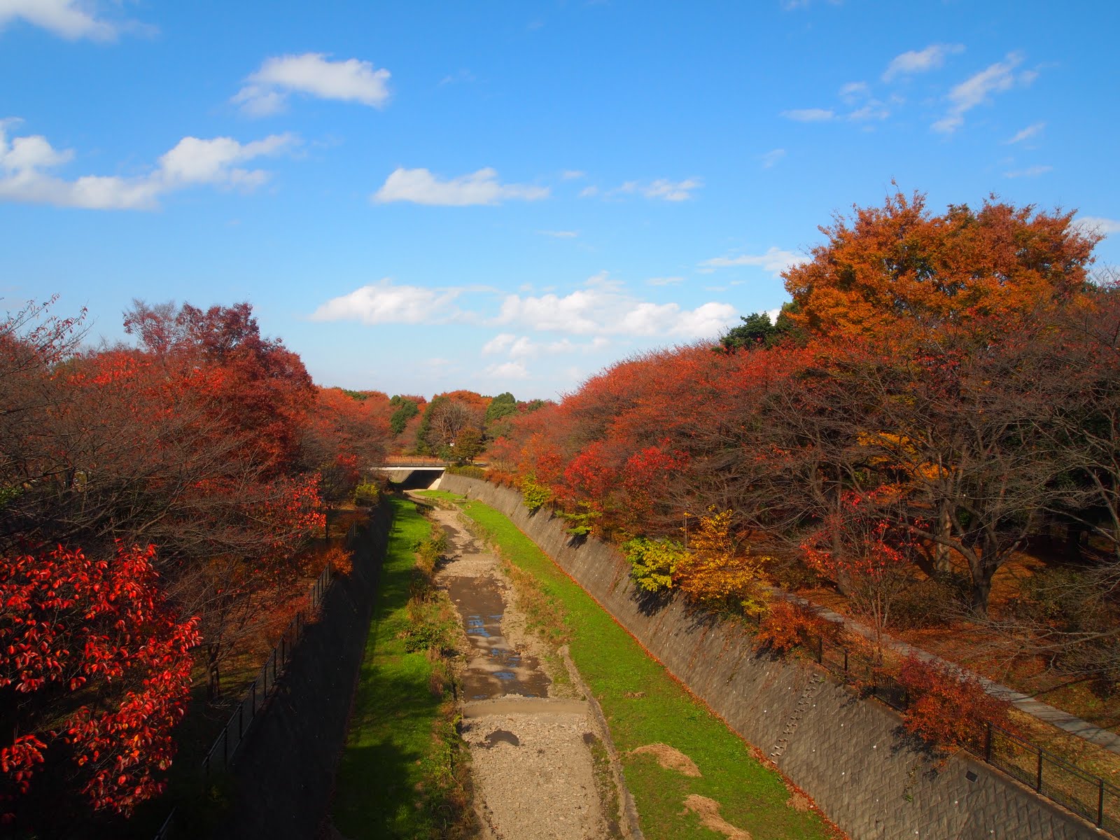 奇異留日誌 到国営昭和記念公園賞紅葉去