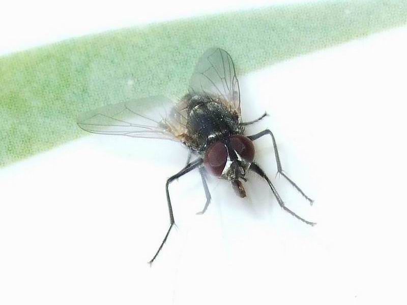 Common House FlyMusca Domestica Nature, Cultural, and Travel