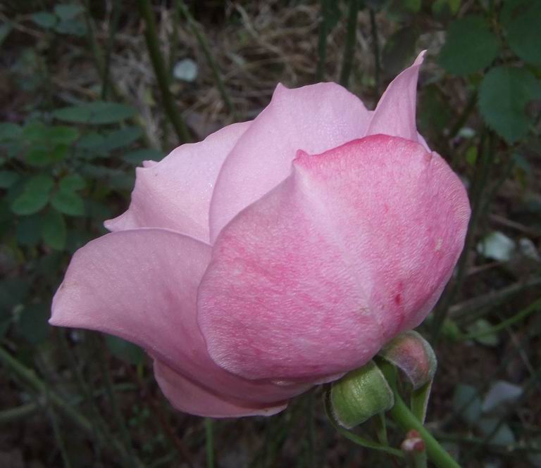 [purple+rose+pic.jpg]