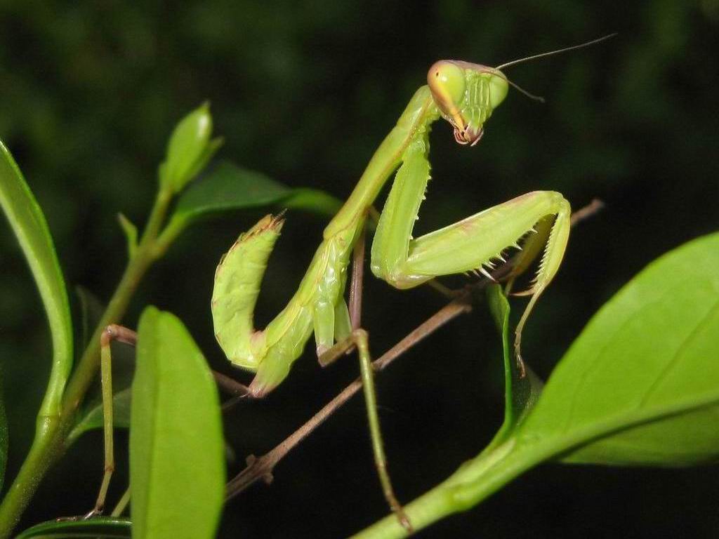 Praying Mantis Pictures | Nature, Cultural, and Travel Photography Blog