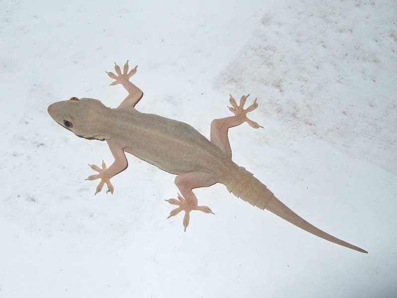 FlatTailedHouseGeckoCosymbotusPlatyurusNature FlatTailedHouseGeckoCosymbotusPlatyurusNature