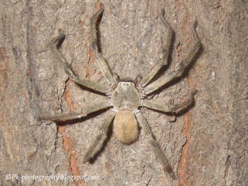 Huntsman Spiders Nature, Cultural, and Travel Photography Blog