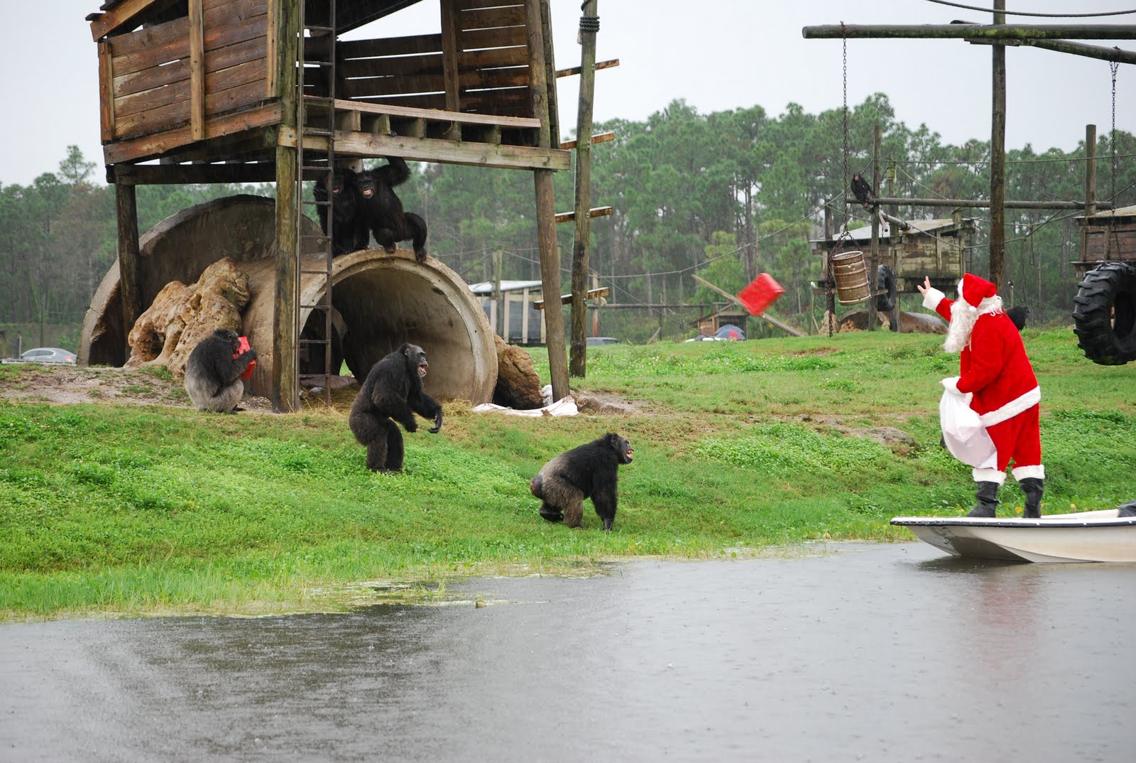 to Miami & The Beaches Christmas with the Chimps at Lion