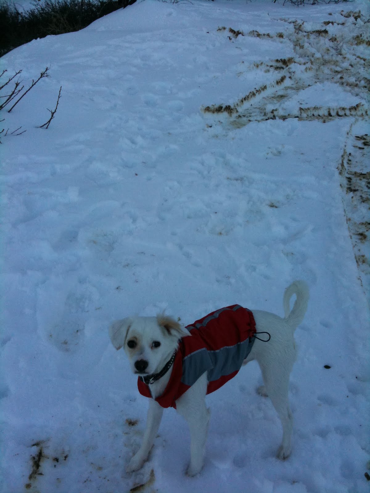 [Orion+Snow.JPG]