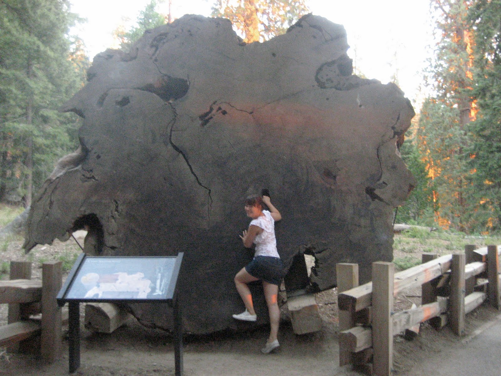 Sequoia Forest California