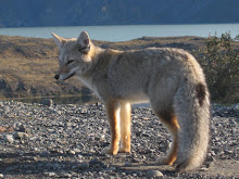 Fox that they call zorros here- very tame