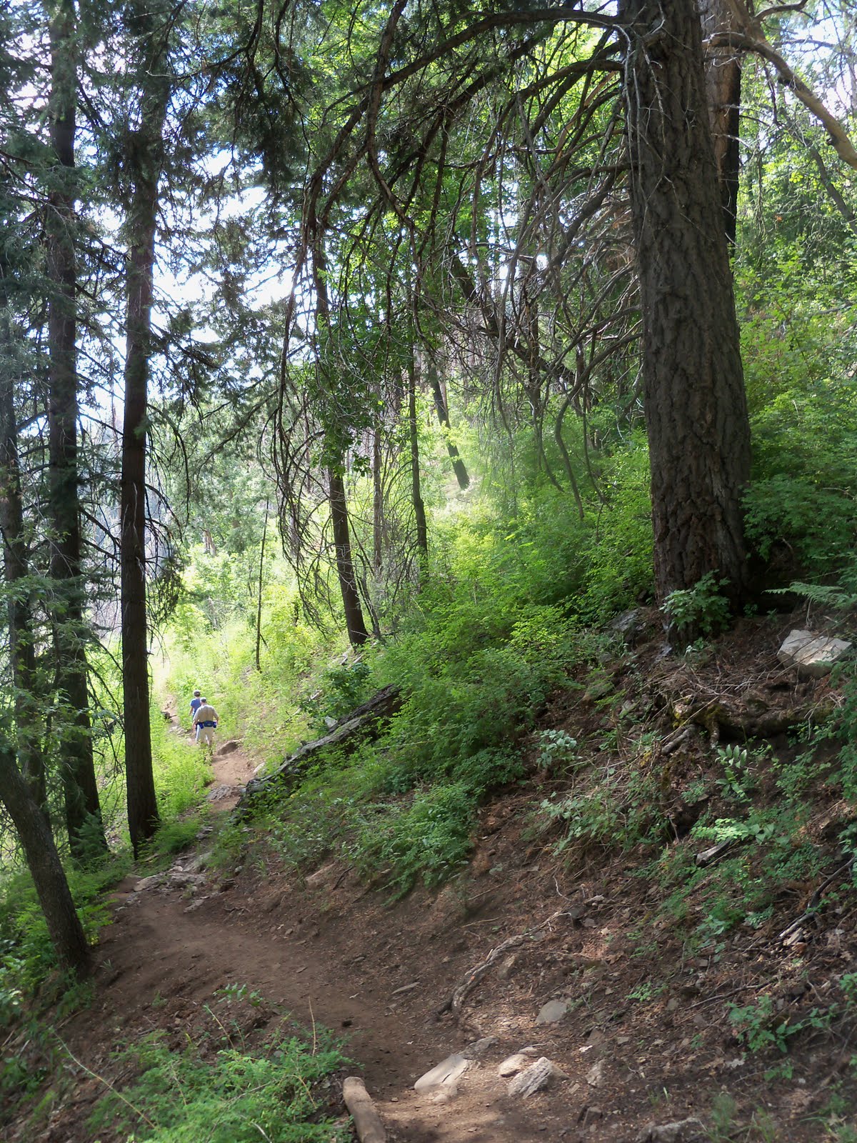 Hike Arizona Butterfly Trail, Mt. Lemmon