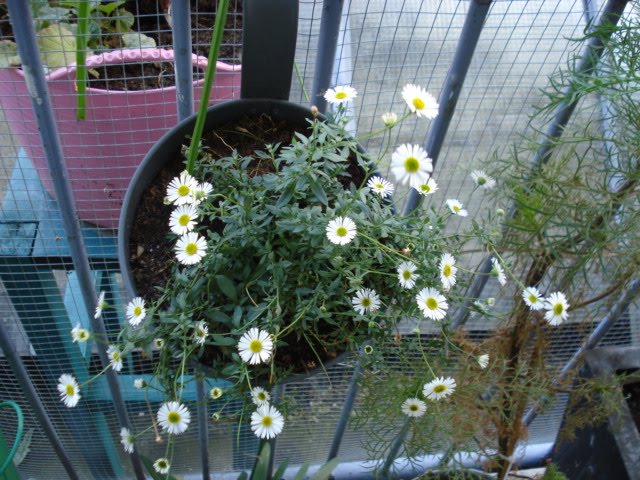 [DSC03590.JPG]