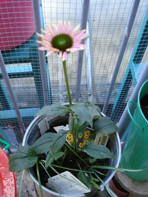 [DSC03615.JPG]