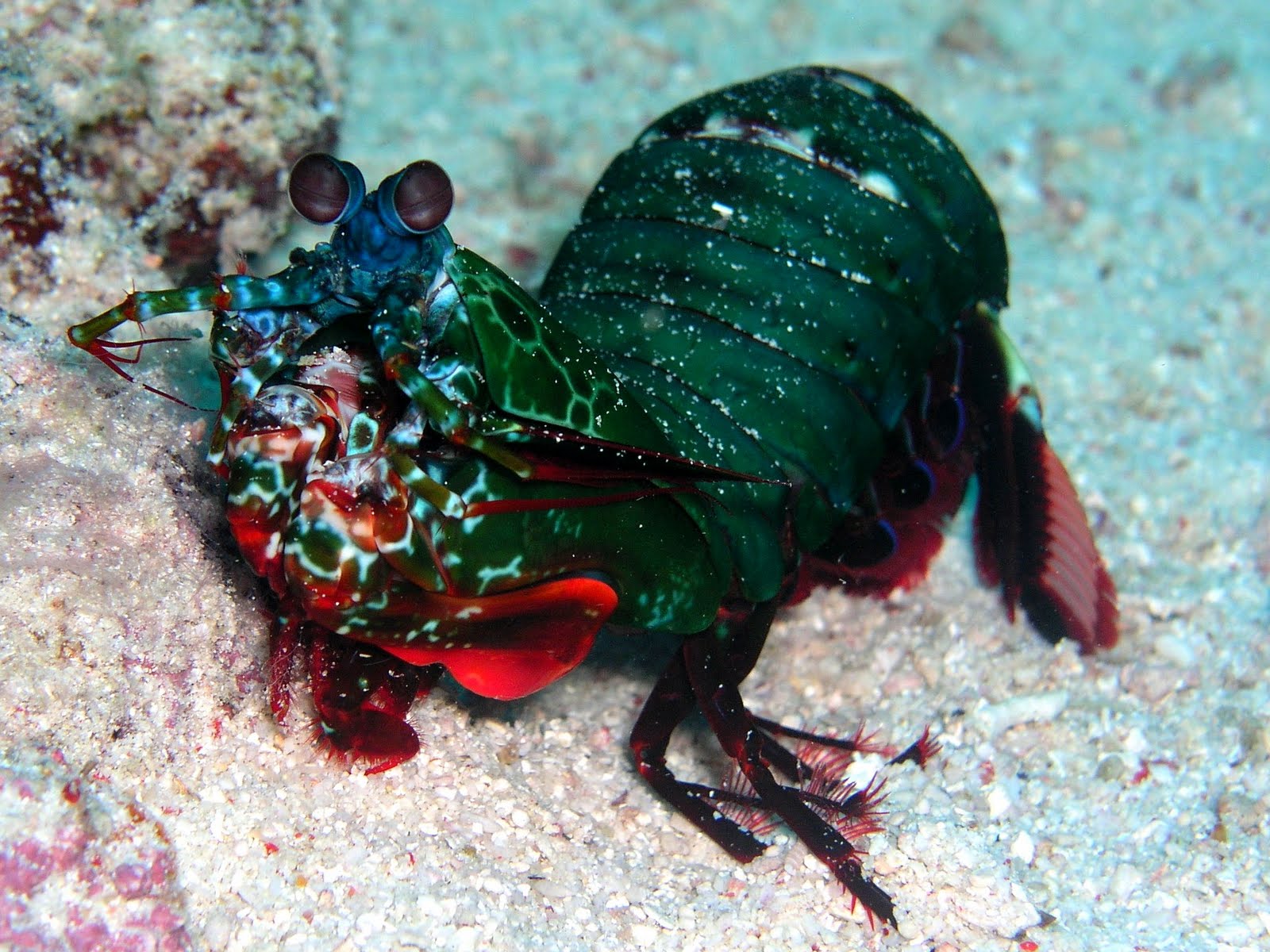 peacock shrimp