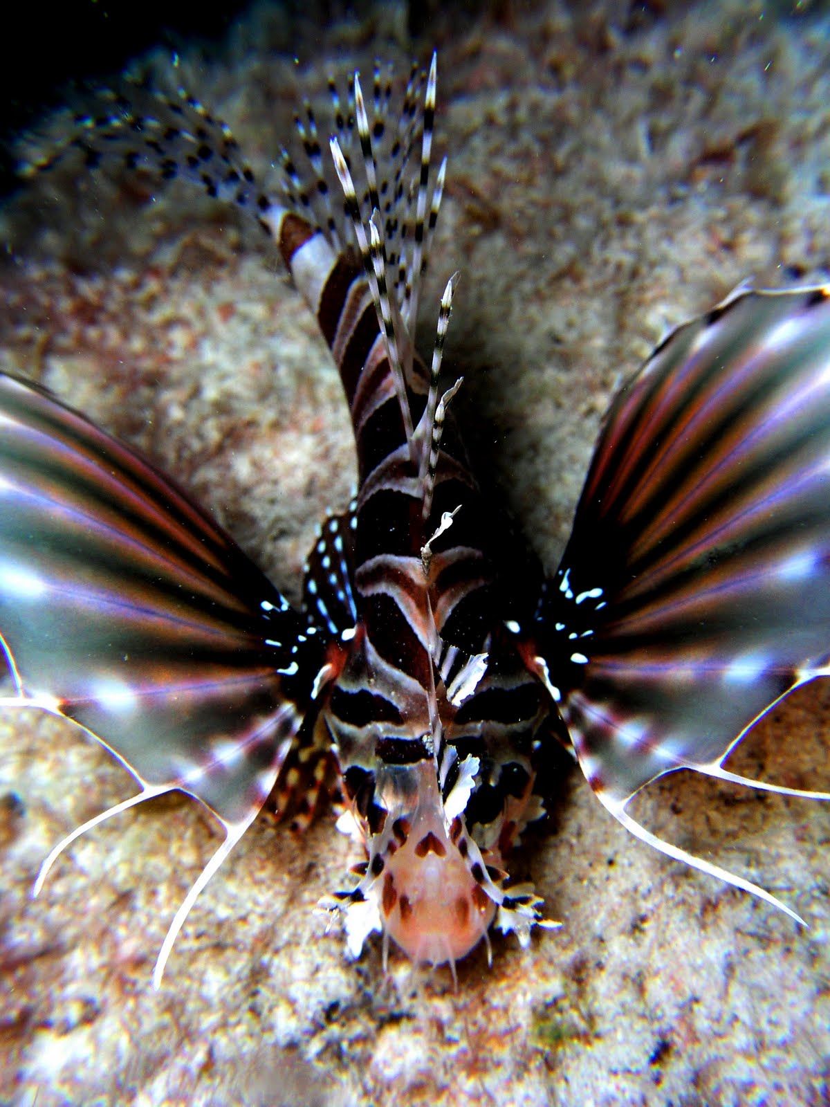 Dwarf Zebra Lionfish