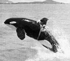 Dolphin Navy