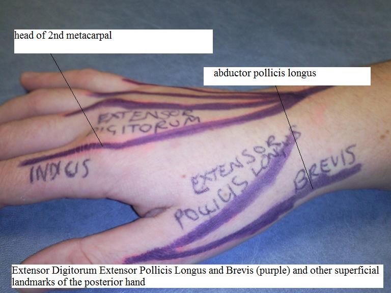 Anatomy Portfolio: Hand Anatomy Superficial