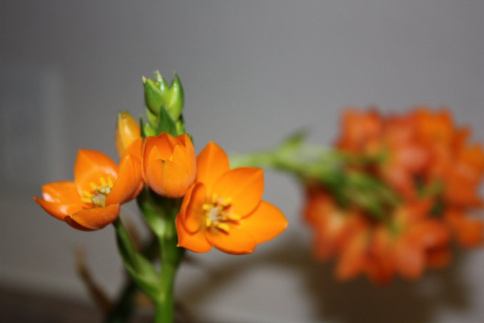 Jackie Sues Hobbies Orange Star Flower
