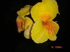 Flora indignous to Trinidad and Tobago