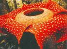 wisata flora