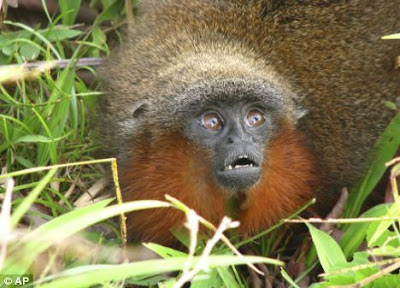 Monyet Amazon - Callicebus Caquetensis