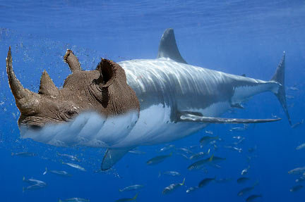 Rhino Shark