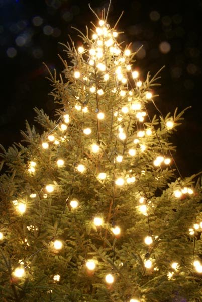 [christmas+tree.jpg]