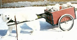 Pasternak vom Boehmerwald MASS/USA takes his pups for a ride